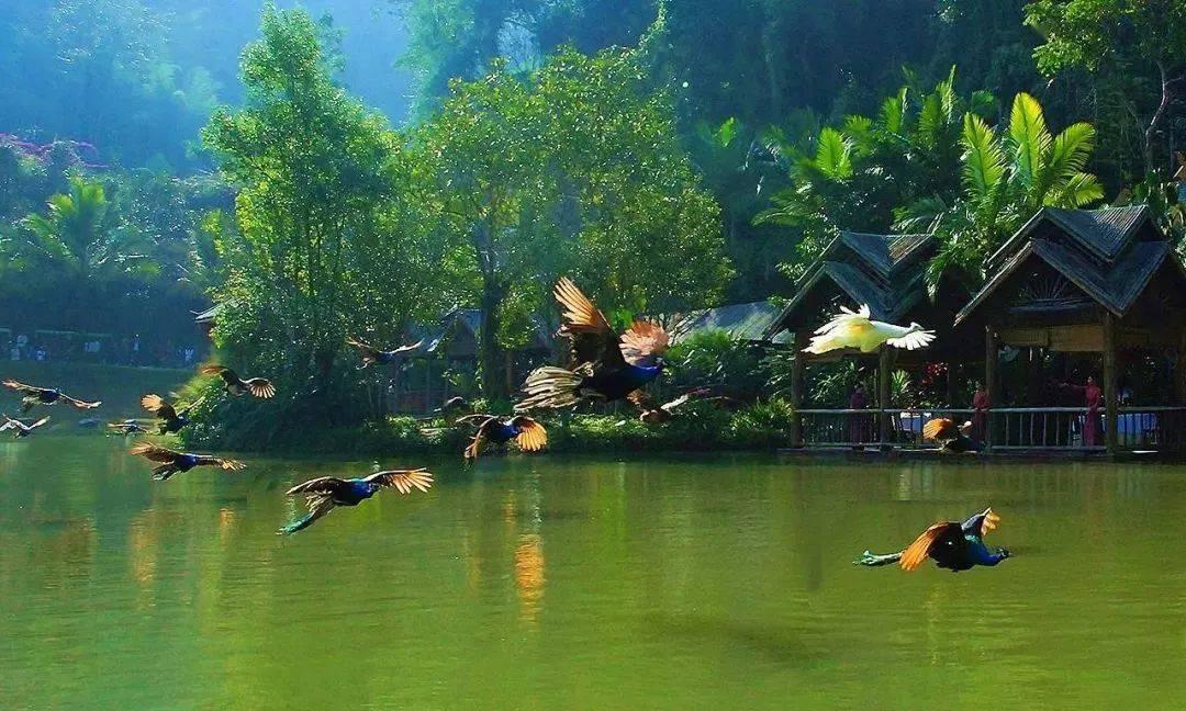 动物界为什么雄性比雌性更主动？游戏画面